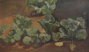 Cabbage by Franz Bohumir Zverina