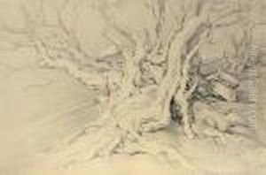 Roots From The Surroundings Of Stary Bitov