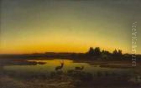 Hirsche In Abendlicher Moorlandschaft. - view 1