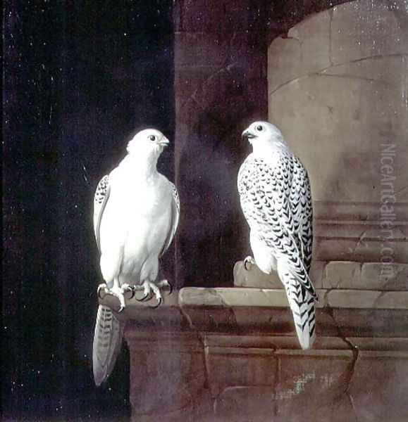 Two Iceland Falcons - view 1