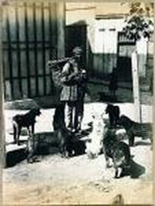 Chiens Errants De La Place De Cions