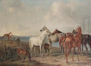 Horses On A Cliff Top Pasture