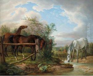 Vollbluter Auf Der Koppel (thoroughbreds In A Paddock)