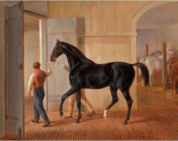Der Hengst 'logic' (the Stallion 'logic') - view 1
