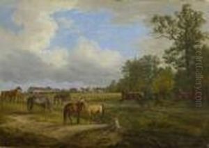 Pferde Auf Der Koppel