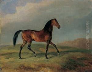Brauner Im Trab Vor Landschaftlichem Hintergrund