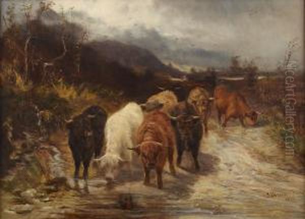 Highland Cattle On A Mountain Path - view 1