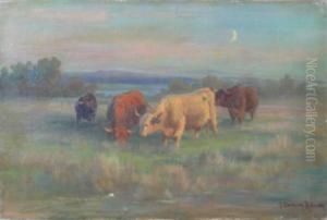 Crazing Cattle Crazing Cattle