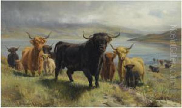 Highland Cattle - view 1