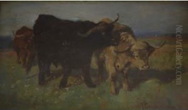 Highland Cattle - view 1