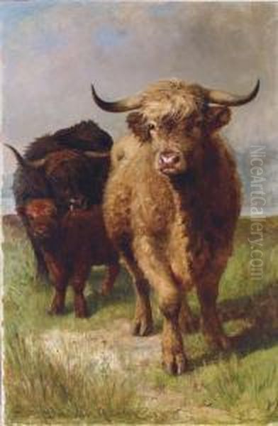 Highland Cattle - view 1