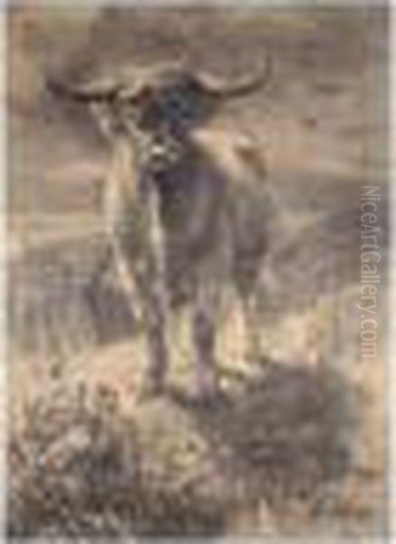 Highland Cattle - view 1