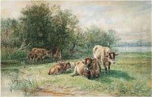 Cattle In Repose Cattle In Repose