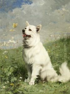 "spitz Vor Schmettelingen" Auf Einer Fruhlingswiese