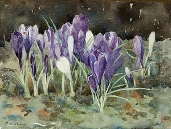Crocuses - view 1
