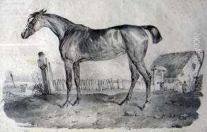 Cheval En Pieds Au Paddock