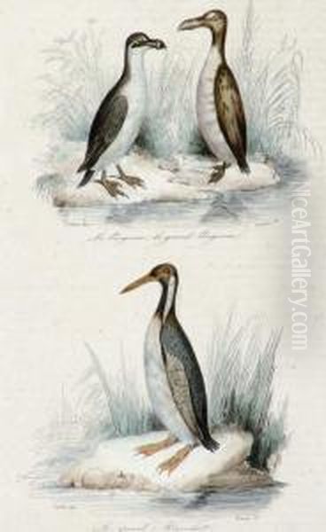 Ornithological Studies - view 1