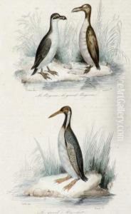 Ornithological Studies by Victor Adam