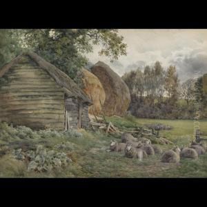 Sheep In A Barnyard