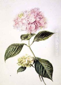 Hydrangea hortensia