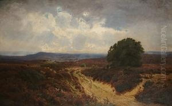 Sheep On A Heathland Path - view 1