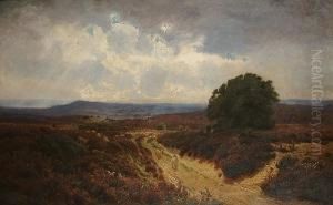 Sheep On A Heathland Path by John Clayton Adams