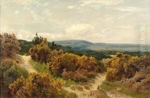 A Rabbit On A Country Path