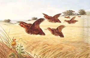 A Covey of Partridge in flight over a Field of Barley A Covey of Partridge in flight over a Field of Barley