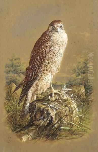 A sparrow hawk - view 1