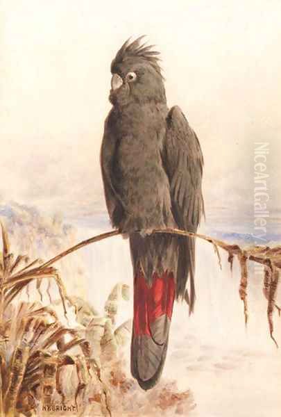 Australian red-tailed black cockatoo - view 1