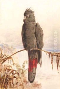 Australian red-tailed black cockatoo