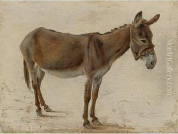 A Donkey - view 1