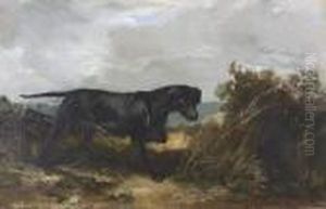 Labrador Auf Der Pirsch. Labrador Auf Der Pirsch.