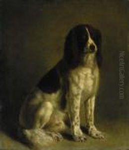 A Springer Spaniel