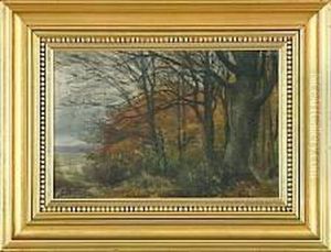 Autumn Forest