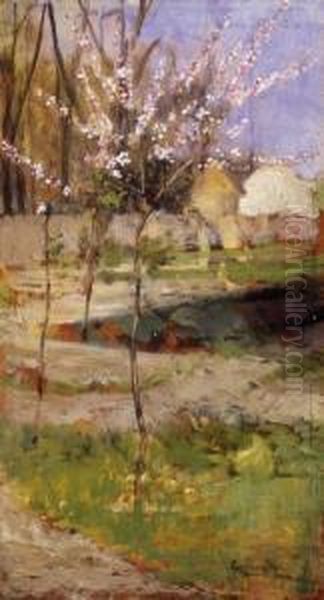 Apple Trees Blooming - view 1