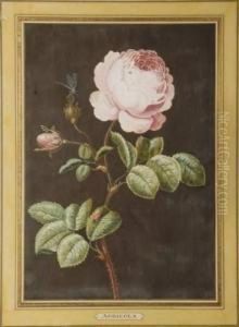 Rose by Christophe-Ludwig Agricola