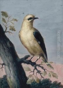 A Golden Oriole Perched On A Branch A Golden Oriole Perched On A Branch