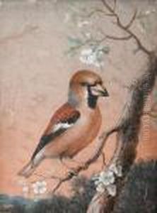 Studies Of Birds, A Pair by Christophe-Ludwig Agricola