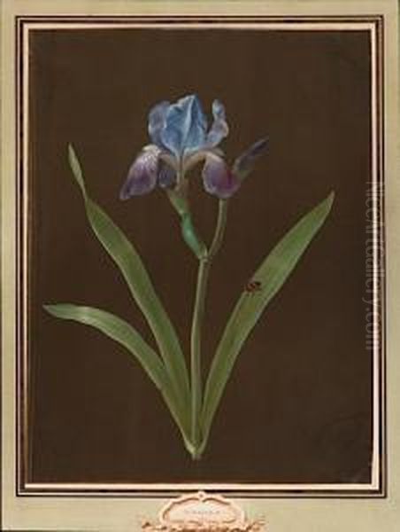 Etude D'iris Bleu - view 1