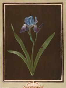 Etude D'iris Bleu Etude D'iris Bleu