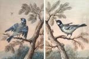 Oiseaux Sur Une Branche