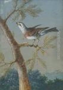 A Finch Perched On A Pine Branch A Finch Perched On A Pine Branch