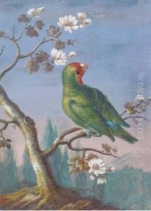 A Red Fronted Parakeet by Christophe-Ludwig Agricola
