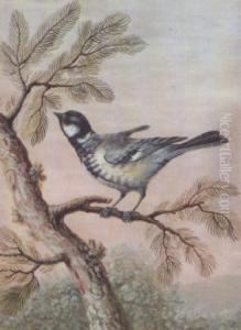 Blue Tit Perched On A Pine Branch With A Fly (#) Great Tit Perched by Christophe-Ludwig Agricola