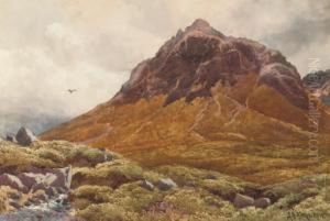 A Lonely Predator In The Scottish Highlands