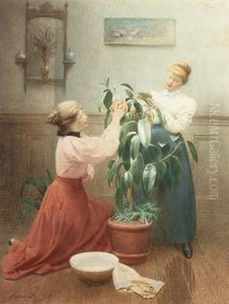 Cleaning The Rubber Plant - view 1
