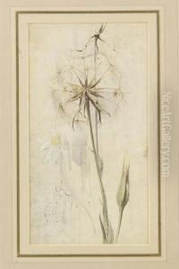 Wild Flowers, Meadow Brown On Hound's Tongue And Goat's Beard In Seed by Edwin Alexander