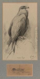 Study Of A Golden Eagle And A Mallard Study Of A Golden Eagle And A Mallard