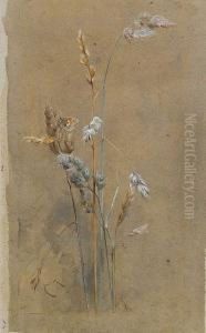 Grasses And Small Heath Grasses And Small Heath